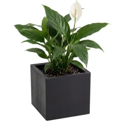 Donica Betonique na kółkach recykling czarny 30x30xh30 cm