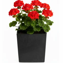 Donica Flore Czarny Beton h30,5x29,5x29,5 cm
