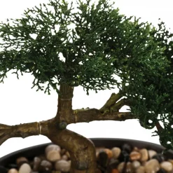 Drzewko bonsai w czarnej doniczce 23 cm