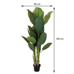 Duży bananowiec w donicy 165 cm * Progarden Hot