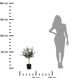 Oliwne drzewko w donicy 66 cm * Progarden Online