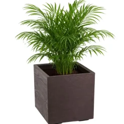 Zestaw donic na kółkach Betonique 40 cm deska coffee espresso 2 szt