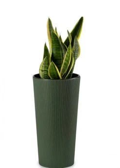 Zestaw donic Urbanika ECO Wood Zielone 2 szt * HowHomely Online